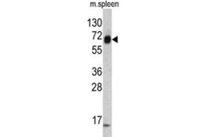Image no. 3 for anti-Keratin 4 (KRT4) antibody (ABIN3002775)