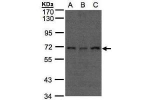 Image no. 1 for anti-Cell Division Cycle 16 Homolog (S. Cerevisiae) (CDC16) (C-Term) antibody (ABIN2855512)