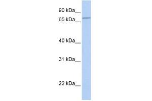 Image no. 1 for anti-Coenzyme Q8A (COQ8A) (N-Term) antibody (ABIN2783345)