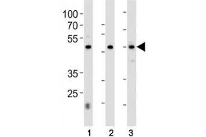 Image no. 5 for anti-Hepatocyte Nuclear Factor 4, alpha (HNF4A) (AA 281-312) antibody (ABIN3031189)