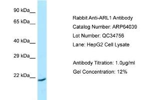 Image no. 1 for anti-ADP Ribosylation Factor Like GTPase 1 (ARL1) (C-Term) antibody (ABIN2789707)