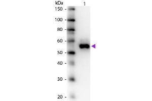 Image no. 2 for anti-Alkaline Phosphatase (ALP) antibody (ABIN94947)