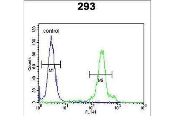 ERMN antibody  (AA 113-141)