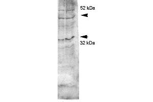Image no. 1 for anti-Aquaporin 4 (AQP4) (C-Term) antibody (ABIN863209)