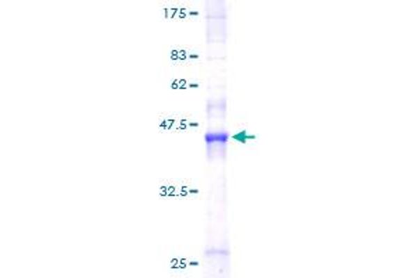 Retinoid X Receptor, alpha (RXRA) (AA 1-165) protein (GST tag)