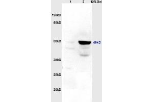 Image no. 1 for anti-Legumain (LGMN) (AA 201-300) antibody (ABIN750958)