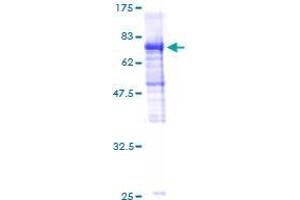 Image no. 1 for GA-Binding Protein Subunit beta-2 (GABPB2) (AA 1-448) protein (GST tag) (ABIN1354643)