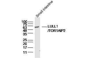 TOR1AIP2 抗体  (AA 221-320)