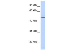 Image no. 6 for anti-Adrenergic, beta-1-, Receptor (ADRB1) (Middle Region) antibody (ABIN2774823)
