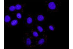 Image no. 2 for CCNB1 & CDKN1A Protein Protein Interaction Antibody Pair (ABIN1339863)