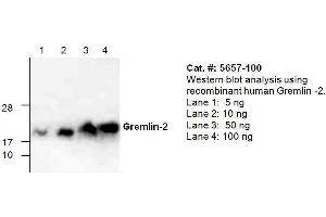 Image no. 1 for anti-Gremlin 2 (GREM2) antibody (ABIN411498)