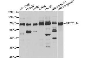 Western blot analysis of extracts of various cell lines, using METTL14 antibody (ABIN5996020) at 1/1000 dilution.