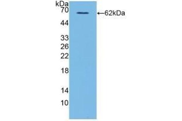 CD40 Ligand 抗体  (AA 1-261)
