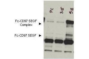 Western blot using  Protein A purified anti-CD97 antibody shows detection of bands corresponding to free Fc-CD97- (5EGF) (lower arrowhead) and Fc-CD97- (5EGF) present as a complex (upper arrowhead) in lysates from COS cells.