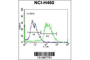 Image no. 4 for anti-Protocadherin alpha Subfamily C, 2 (PCDHAC2) (Center) antibody (ABIN2495871)