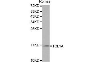 Image no. 2 for anti-T-Cell Leukemia/lymphoma 1A (TCL1A) antibody (ABIN3021014)