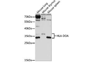 Image no. 1 for anti-HLA Class II DO alpha (HLA-DOA) antibody (ABIN6293129)