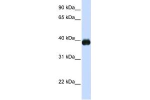 Image no. 1 for anti-Transcription Factor MafA (MAFA) (N-Term) antibody (ABIN2783127)