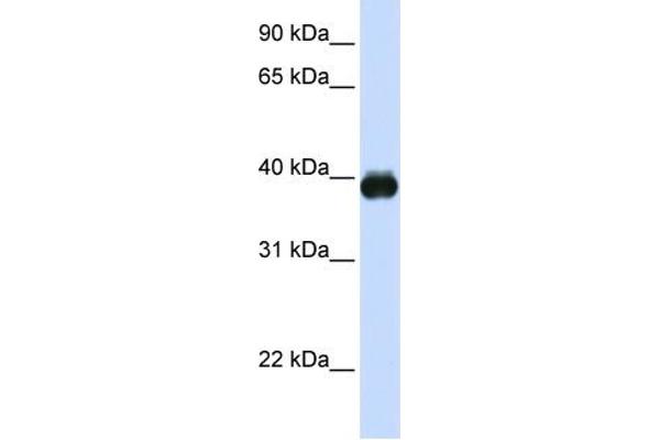 anti-Transcription Factor MafA (MAFA) (N-Term) antibody