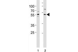 Image no. 4 for anti-Kruppel-Like Factor 4 (Gut) (KLF4) (AA 394-421) antibody (ABIN3031570)