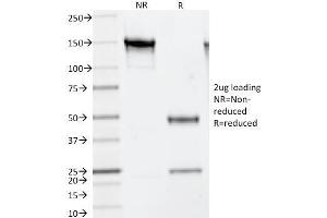 Image no. 1 for anti-Thymidylate Synthetase (TYMS) antibody (ABIN6940818)