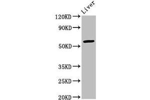 ARID3A antibody  (AA 26-137)