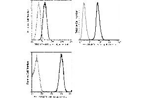 Image no. 1 for anti-ADAM Metallopeptidase Domain 15 (ADAM15) (AA 1-696) antibody (FITC) (ABIN2648995)