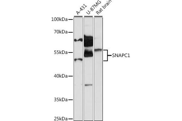 SNAPC1 antibody  (AA 1-368)