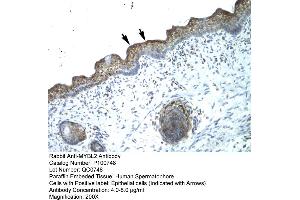 Image no. 1 for anti-V-Myb Myeloblastosis Viral Oncogene Homolog (Avian)-Like 2 (MYBL2) (N-Term) antibody (ABIN2792568)