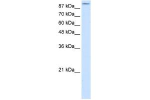 Image no. 2 for anti-Glutamate Receptor, Ionotropic, AMPA 2 (GRIA2) (N-Term) antibody (ABIN2792269)