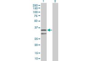 Image no. 4 for anti-Cytochrome C1 (CYC1) (AA 1-325) antibody (ABIN514809)