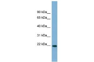 Image no. 1 for anti-Fibronectin Type III Domain Containing 4 (FNDC4) (Middle Region) antibody (ABIN2783887)