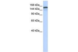 Image no. 1 for anti-Tonsoku-Like, DNA Repair Protein (NFKBIL2) (AA 351-400) antibody (ABIN6741512)