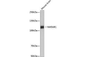 GRIN1/NMDAR1 Antikörper