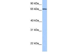 Image no. 4 for anti-Nuclear Receptor Subfamily 4, Group A, Member 2 (NR4A2) (N-Term) antibody (ABIN2780752)