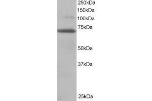 Image no. 2 for anti-Ran GTPase Activating Protein 1 (RANGAP1) (N-Term) antibody (ABIN185170)