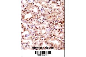 Image no. 2 for anti-Thymopoietin (TMPO) (N-Term) antibody (ABIN2496988)