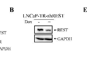 Image no. 39 for anti-Glyceraldehyde-3-Phosphate Dehydrogenase (GAPDH) (Center) antibody (ABIN2857072)