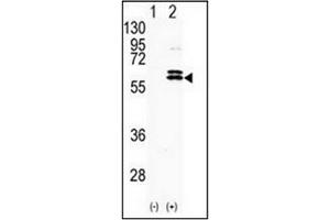 Image no. 1 for anti-Cyclin Dependent Kinase Like 2 (CDKL2) (AA 233-263) antibody (ABIN359259)