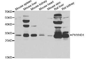Image no. 1 for anti-Phytanoyl-CoA Dioxygenase Domain Containing 1 (PHYHD1) antibody (ABIN2564516)