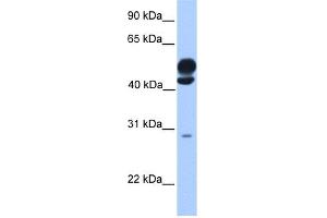 Image no. 1 for anti-Kinesin Light Chain 3 (KLC3) (Middle Region) antibody (ABIN2785351)