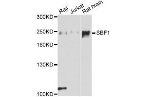 Image no. 1 for anti-SET Binding Factor 1 (SBF1) antibody (ABIN6567426)