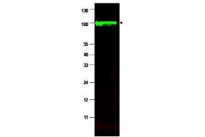Image no. 2 for anti-Protein Phosphatase 1, Regulatory Subunit 13 Like (PPP1R13L) (AA 780-797), (Isoform 1) antibody (ABIN129682)