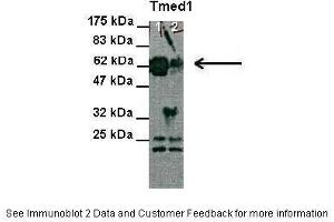 Image no. 3 for anti-Transmembrane Emp24 Protein Transport Domain Containing 1 (TMED1) (N-Term) antibody (ABIN2782743)