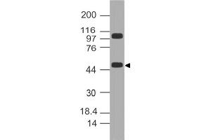 Image no. 1 for anti-Kruppel-Like Factor 10 (KLF10) (AA 11-221) antibody (ABIN5027328)
