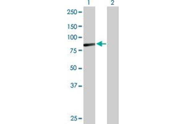 anti-Chromosome 9 Open Reading Frame 3 (C9orf3) (AA 1-720) antibody
