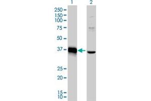 Image no. 11 for anti-Mesenchyme Homeobox 2 (MEOX2) (AA 1-303) antibody (ABIN561806)