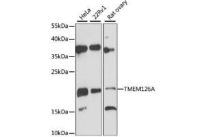 Image no. 1 for anti-Transmembrane Protein 126A (TMEM126A) antibody (ABIN6293944)