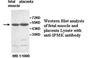 Image no. 1 for anti-Inositol Polyphosphate Multikinase (IPMK) antibody (ABIN6584150)