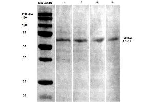 Image no. 2 for anti-Amiloride-Sensitive Cation Channel 2, Neuronal (ACCN2) (AA 460-526) antibody (Biotin) (ABIN2483692)